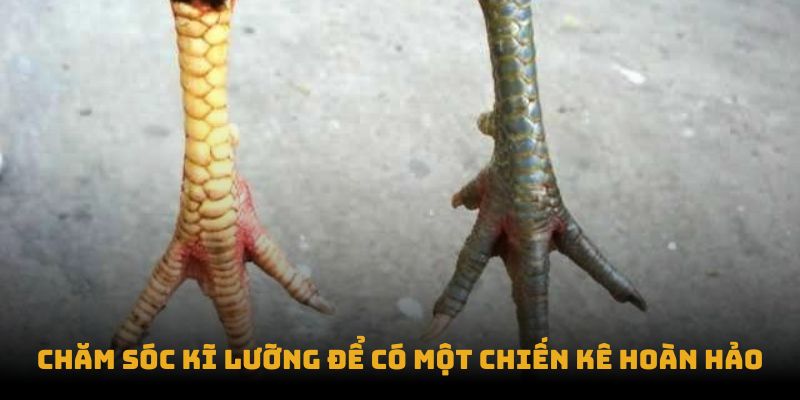 Chăm sóc kĩ lưỡng để có một chiến kê hoàn hảo