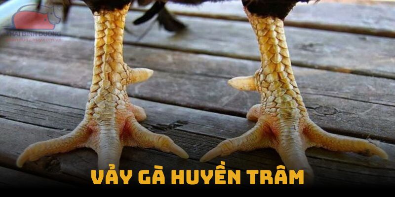 Vảy Gà Huyền Trâm - Dấu Hiệu Nhận Biết Chiến Kê Đẳng Cấp